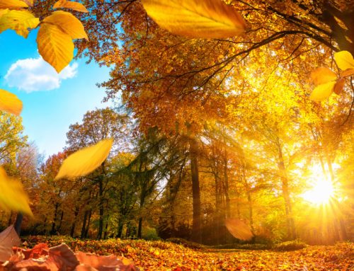 How to adapt to Autumn, daylight savings and its effects on your body.